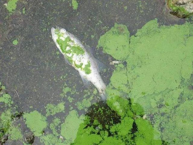 鱼鳃的工作原理 鱼能吸水里的氧气却不能吸空气里的氧气 刘文俊养鱼 西南渔业网水产养殖专业网渔业行业门户网西南水产网第一线养鱼 网丰祥渔业网永川水花网为您服务