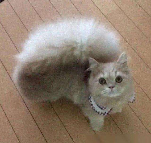 世界最小的猫咪锈斑猫:猫咪尾巴像生锈一样，就像铁锈，是不是因为没有绝孕才那样的？
