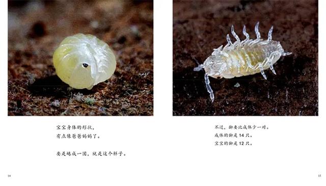 蜱虱消价格:狗狗身上长蜱子，有什么药可以除掉？