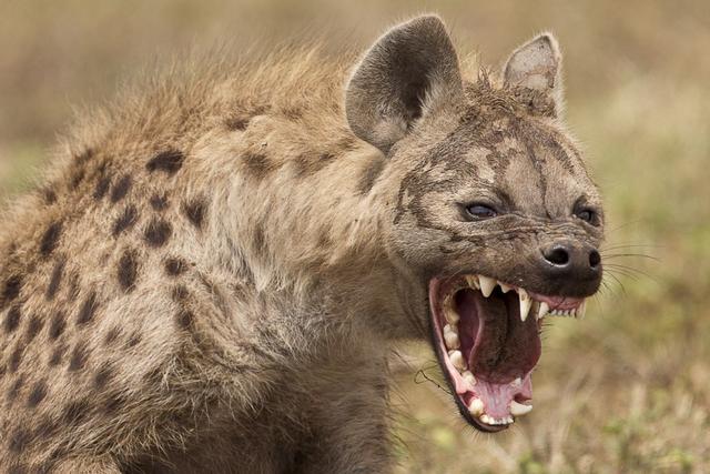 藏獒驴子打架视频播放:大型的纯种藏獒与鬣狗搏斗，无人类干预下，藏獒能打赢吗？