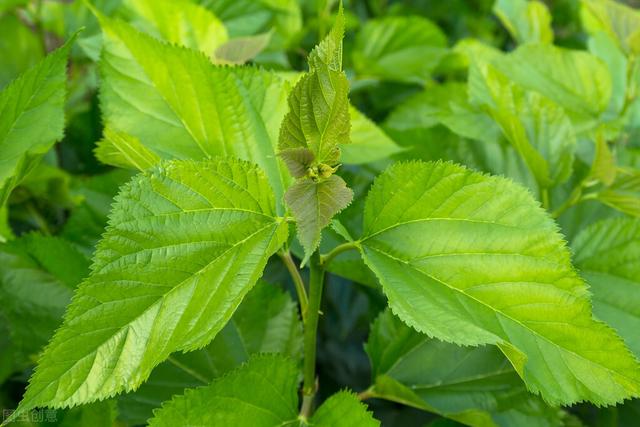 桑木对关节疼痛有什么功效呢