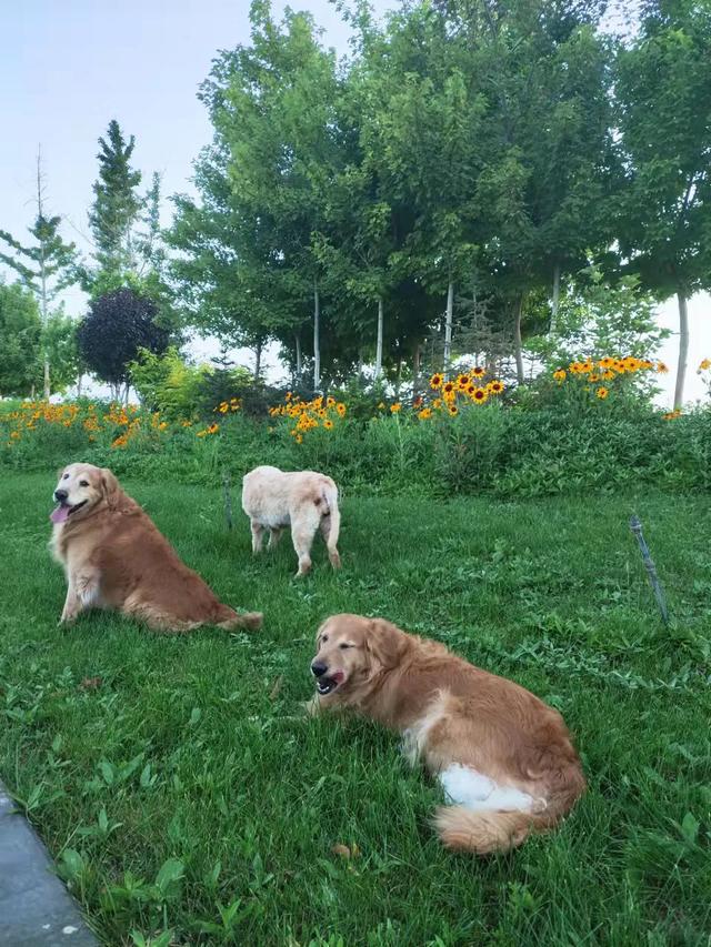 养狗之后，家里为什么会那么臭？插图12