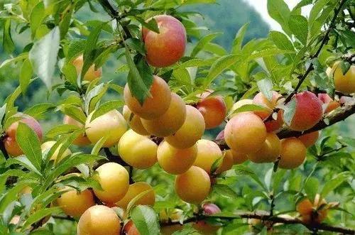 环江香猪:去河池旅游，带点什么土特产回来好？
