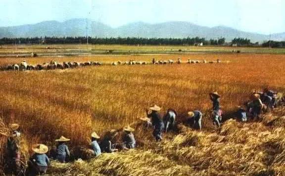 1958年大饥荒真实情况，生产队时期，农村真实生活状况是怎样的