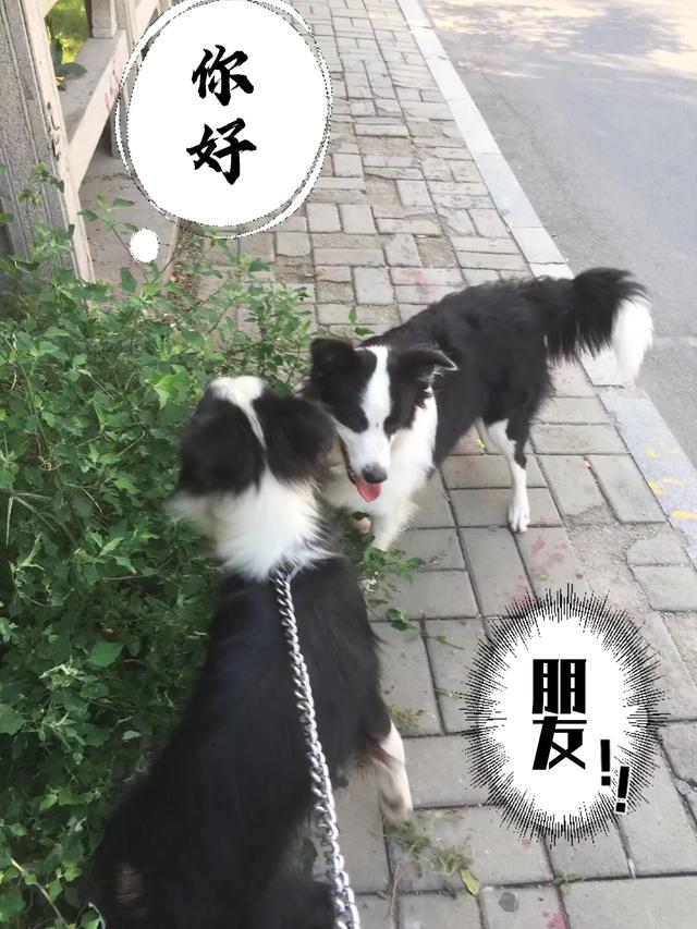 陨石边境牧羊犬智商:养一条世界公认智商最高的边境牧羊犬是一种怎样的体验？ 边境牧羊犬的智商