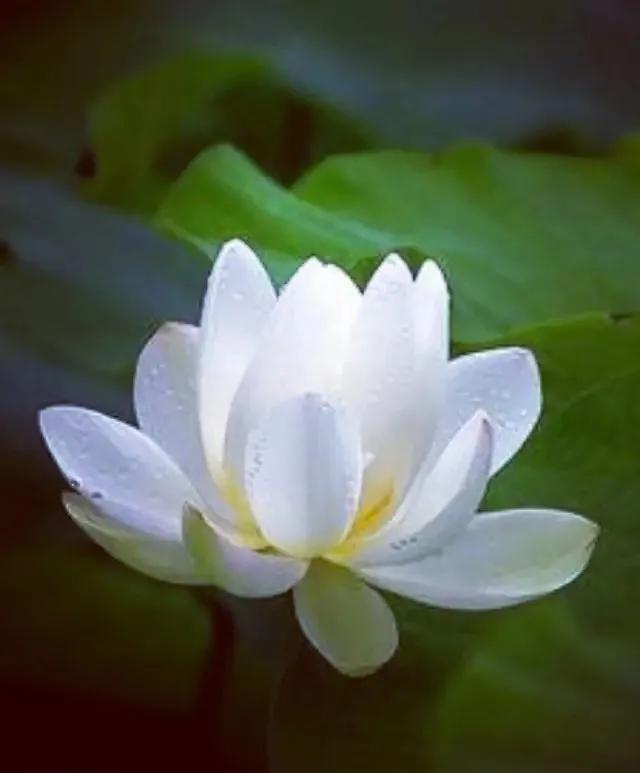 头条问答 别墅水池最好养什么花 53个回答