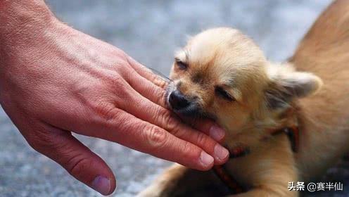 狗的命门在哪里？被大型犬追咬时，怎样做才是正确的自救方法？插图