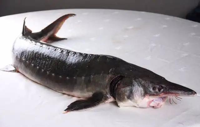 近日一渔民在湖州太湖捕到怪鱼据专家判定是杂交鲟那它与中华鲟有哪些