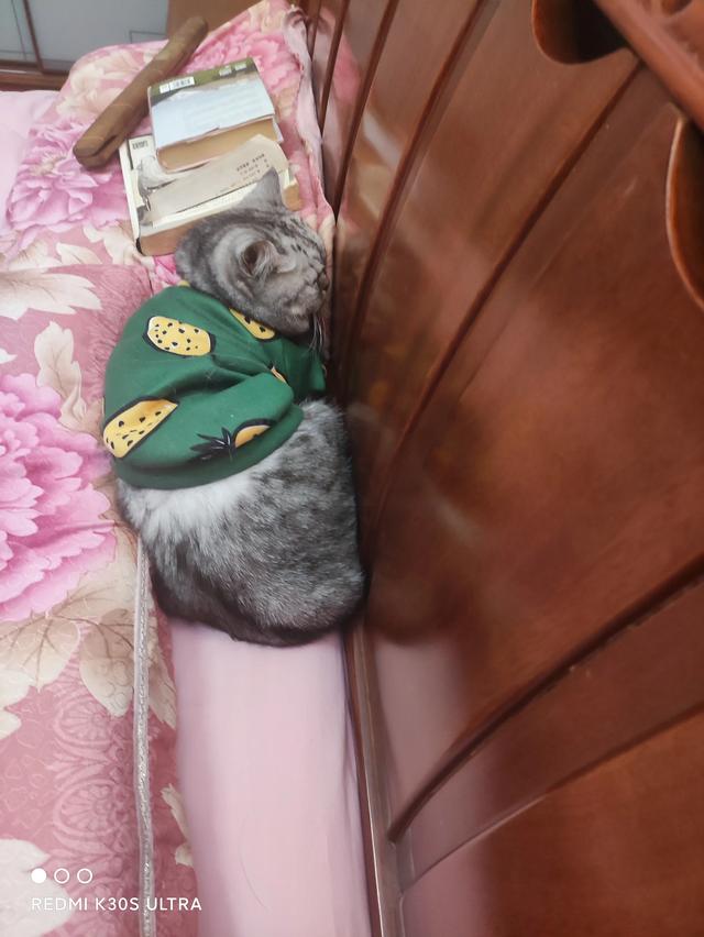 猫咪:大家真的能接受猫咪上床吗？