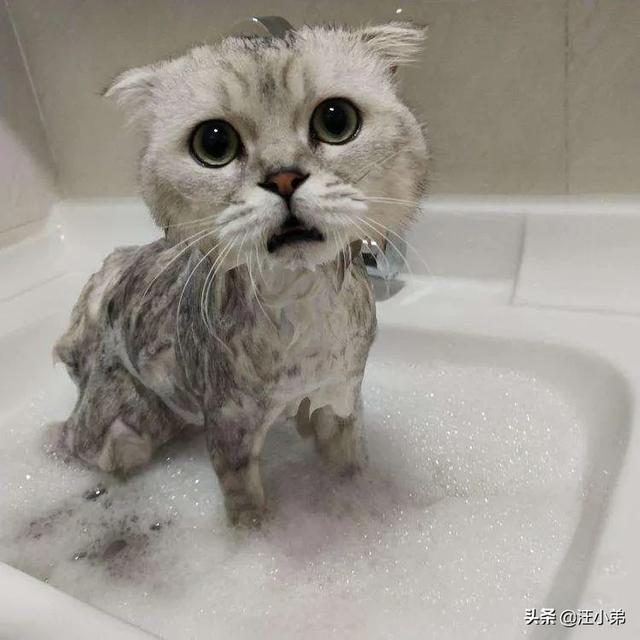 猫癣:猫咪有6年了，身上毛越来越少，还有猫癣什么办法最好？