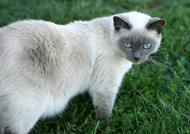 猫惊尸:人去逝后为什么不充许猫从身上跳过？有什么讲究？