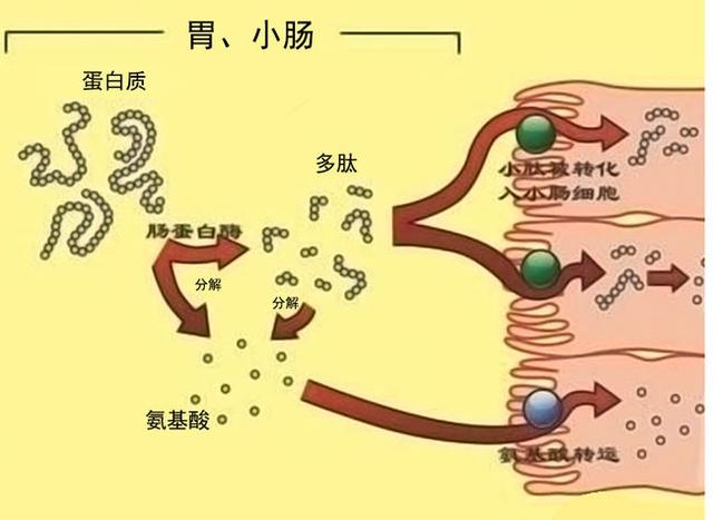 农村老人说，吃被眼镜蛇咬过的土鸡才是一等一的美味，这是真的吗？插图32