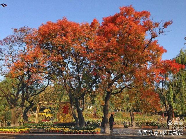 黄连木价格:现在种植黄连木有发展前景吗？