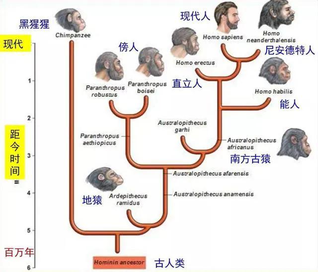 印尼红毛猩猩卖滔视频:人类是不是和所有生物之间都有生殖隔离？这意味着什么？