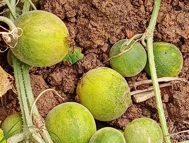 方言叫天宝豆,也品尝过,成熟果肉黑紫色酱汁,吃了跟喝了墨水似的,沾染