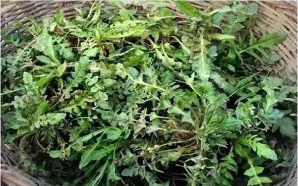 你还记得以前吃野菜的经历吗,都吃过哪些野菜？