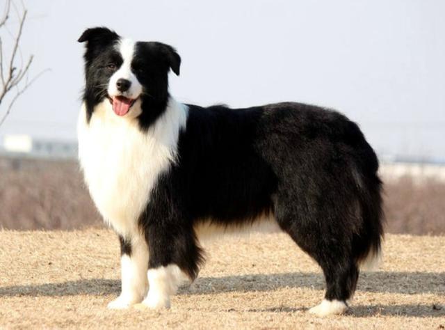 牧羊犬是最会放羊的狗,西藏那么多牛羊,为何看不到牧民用牧羊犬?