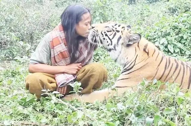 能家养的最大的猫科动物:国外有的有钱人把老虎当宠物养，不怕被吃了吗？