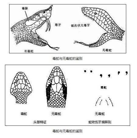 舟山眼镜蛇:农村老人说，吃被眼镜蛇咬过的土鸡才是一等一的美味，这是真的吗