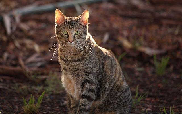 帕拉斯猫视频:把猫和老虎放在一起，会发生什么事？