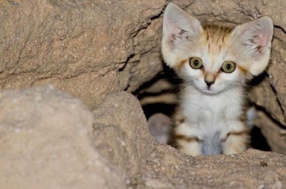 长耳跳鼠多少钱:被称为“猎蛇”专家的“沙漠猫”，为什么可以一个月不喝水？ 长耳跳鼠简笔画
