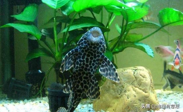 亮点水族箱如何除粪便:鱼缸清理粪便不用过滤器买点螺之类的或者清道夫可以吗？