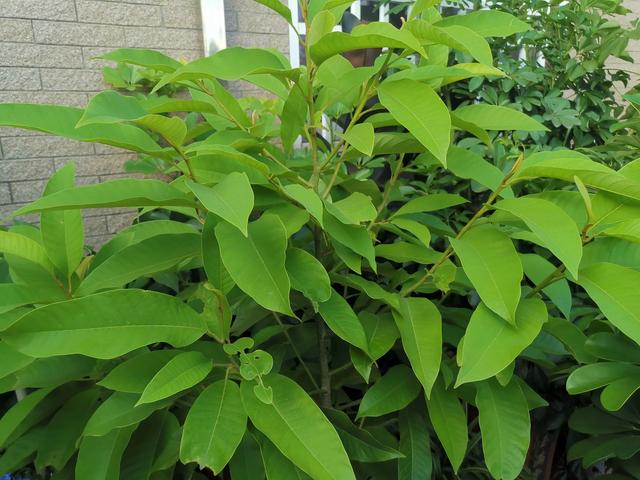 燕子掌能净化空气:多肉植物有绿化净化空气吗？
