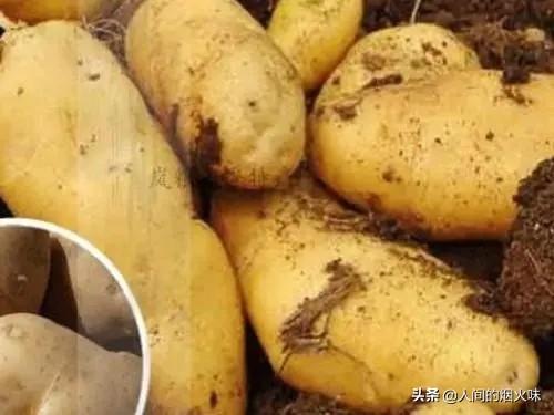 市面上的土豆越来越大，究竟和膨大剂有没有关系？你会吃吗？插图18