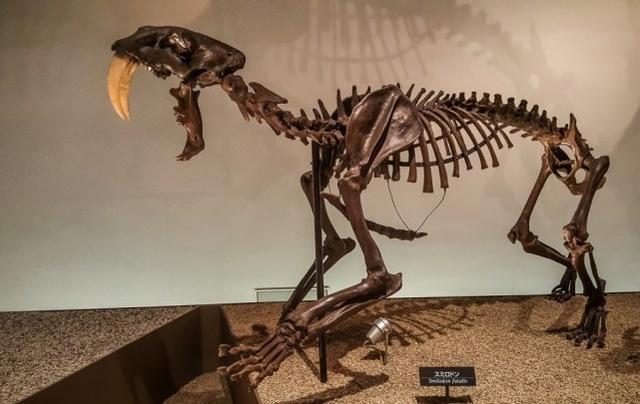 喜马拉雅古鬣犬图片:巨颏虎打的过海德尼上犬吗？