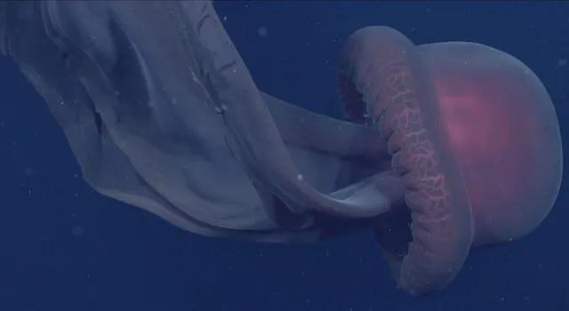 被拍到的巨型海洋生物，巨型冥河水母现身加州深海，触手长达10米，海洋深处究竟多恐怖