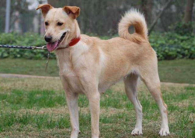 之所以说田园犬是古老的犬种是因为只要是古老的犬种,它们与祖先狼的