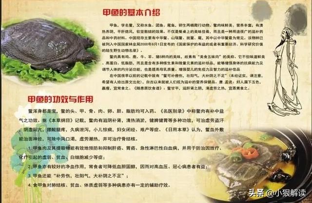 旱獭子什么样:“上岸甲鱼莫伸手，下坡野鸡不能追”，为什么这样说？有道理吗？