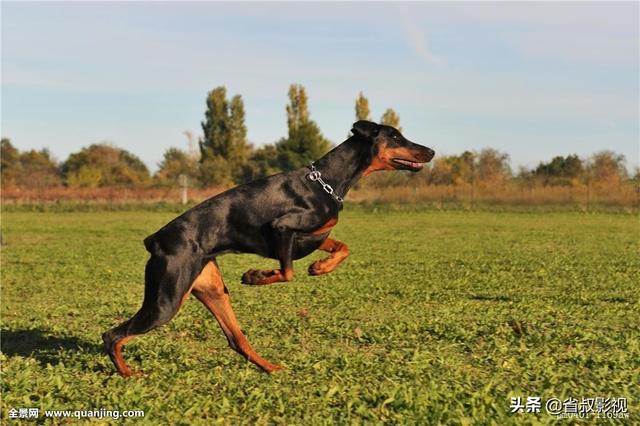 小鹿犬图片:小鹿犬缺钙喂鸡蛋可以吗？