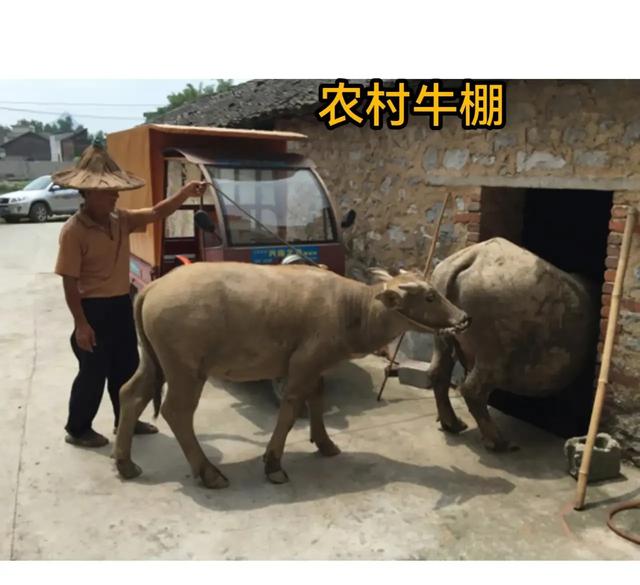青蛙少年失踪案:男子进入他人牛棚偷牛，被牛顶死，家属索赔50万，是否该赔