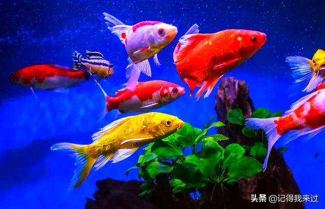 金鱼图片大全:欣赏欣赏一些金鱼的优美图片，和金鱼的描述？