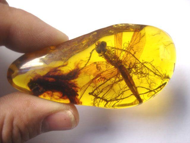 普鲁斯鳄:为什么很多史前生物要比现在生物大？