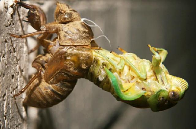 蝉这种生物基于自身存在于自然有何意义 展翔的天马的回答 头条问答