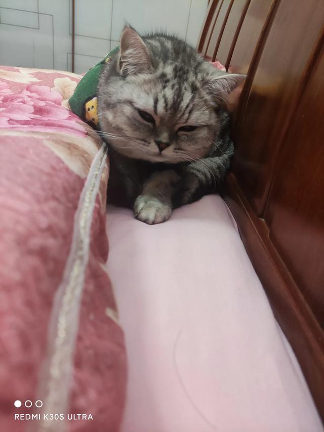 猫咪:大家真的能接受猫咪上床吗？