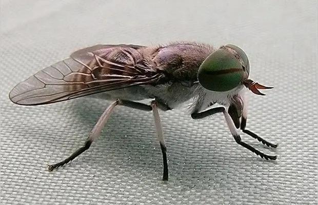 被牛虻咬了图片_牛氓还是牛虻