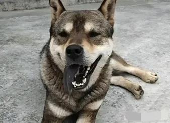 黄狗:在农村黄狗白面很珍贵吗？为什么说黄狗白面金不换？