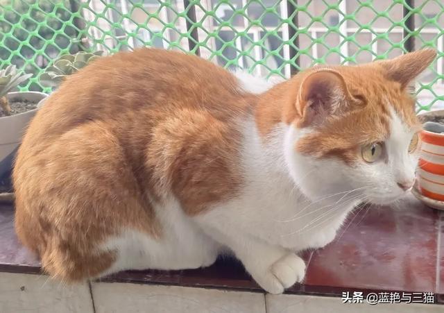 愤怒的猫咪下载:有哪位网友能分享一下交易猫的经历吗？