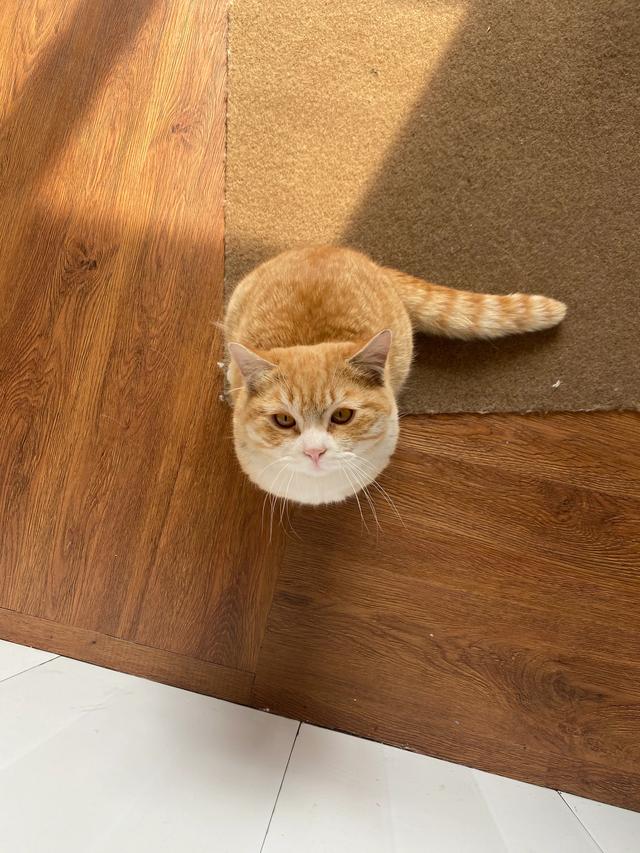 现在的家养猫一辈子不出门对他们来说真的好吗？插图8