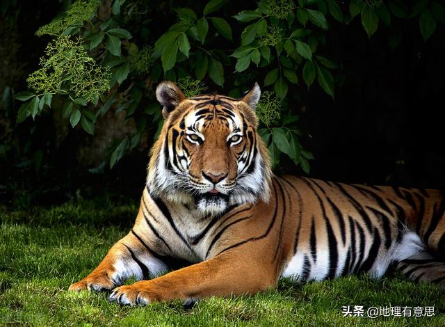 四川曾到处是老虎，大熊猫为何没有被吃绝？插图22