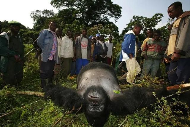 艾滋病猩猩为什么没事 艾滋病起源于非洲黑猩猩