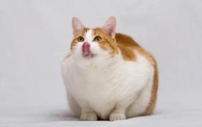 猫咪减肥容易吗:猫咪太胖会引发什么后果？