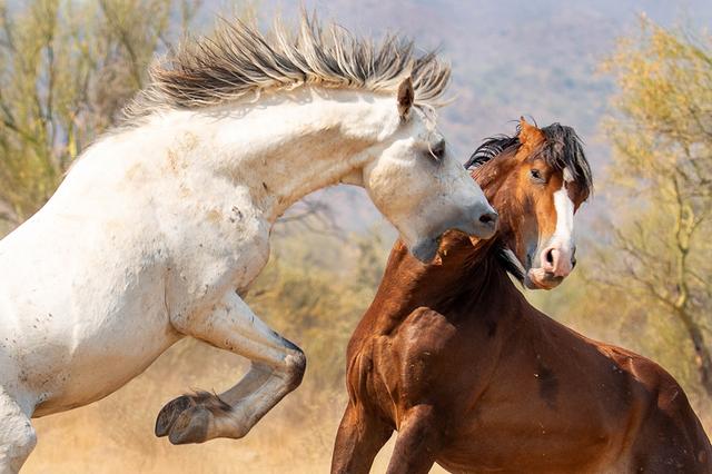 (狮子与马对比)_经验妙招5_经验妙招_小高教学网