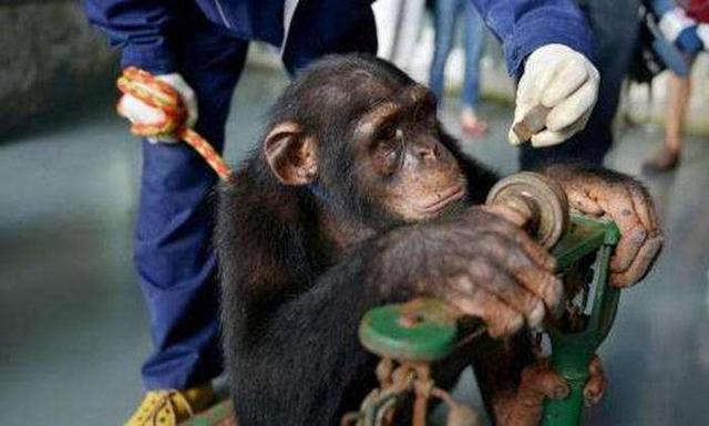 巴西狨猴:为什么一定要选小白鼠作为实验动物？