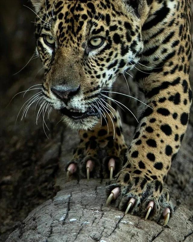 两个猎豹能不能打过一个花豹