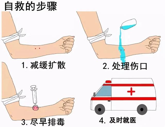 银环蛇咬伤后可以治吗:俗话说:“认得八角莲，可与蛇共眠”，怎么理解？