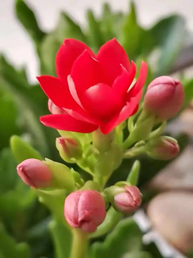 晒晒自己养的花,让大家欣赏一下可以吗？